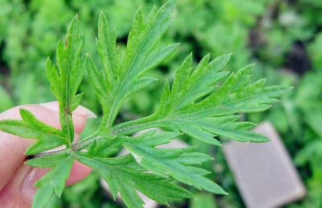 艾葉泡腳的功效與作用：長期用艾葉泡腳，身體會有哪些改變？